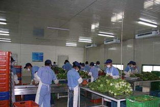 廣州蔬菜配送與食材服務(wù) 讓城市生活更美味更便捷